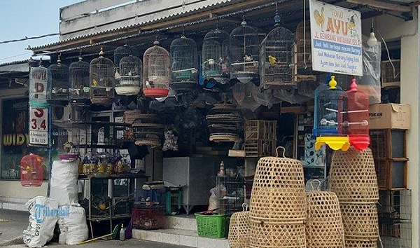 Kios Burung Mas Brow: Jantung Pusat Belanja Burung di Cilacap